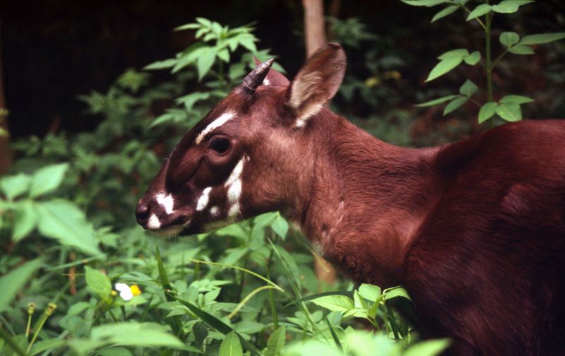 Saola