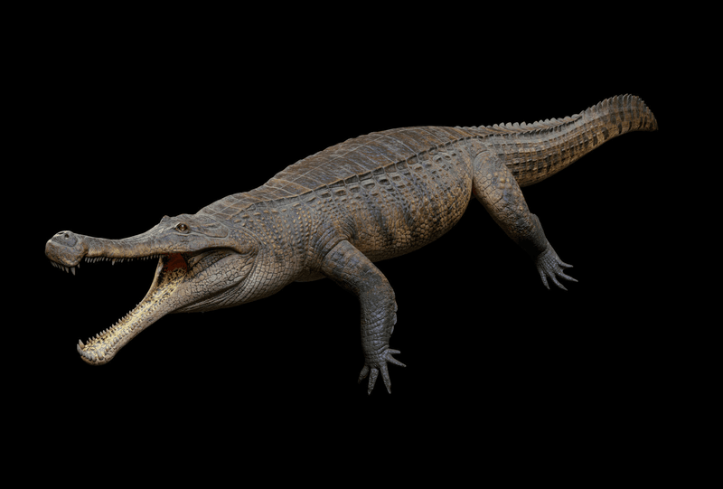 Sarcosuchus