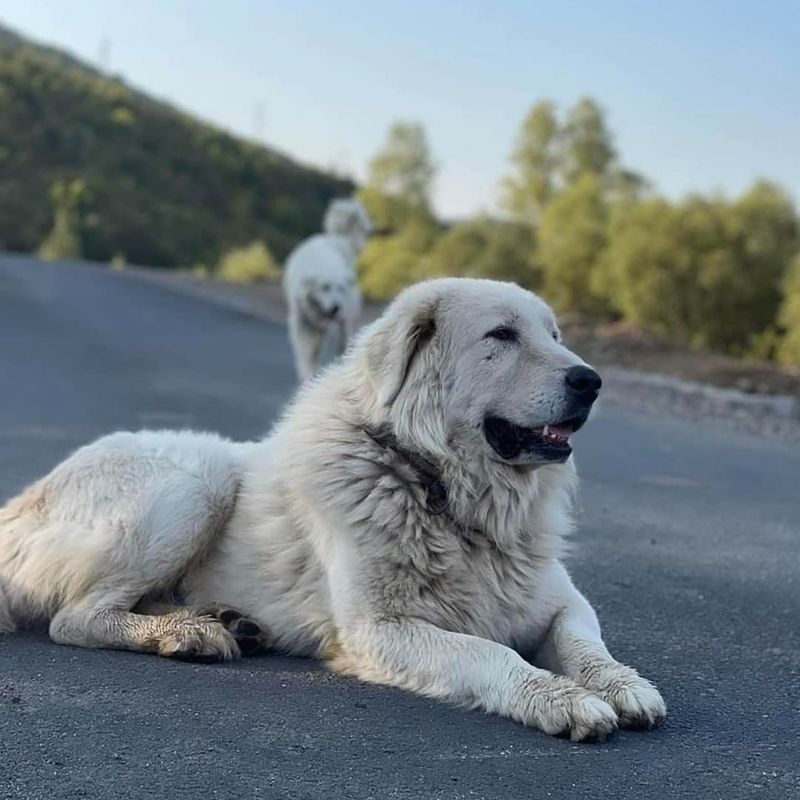 Sarplaninac (Yugoslavian Shepherd Dog)