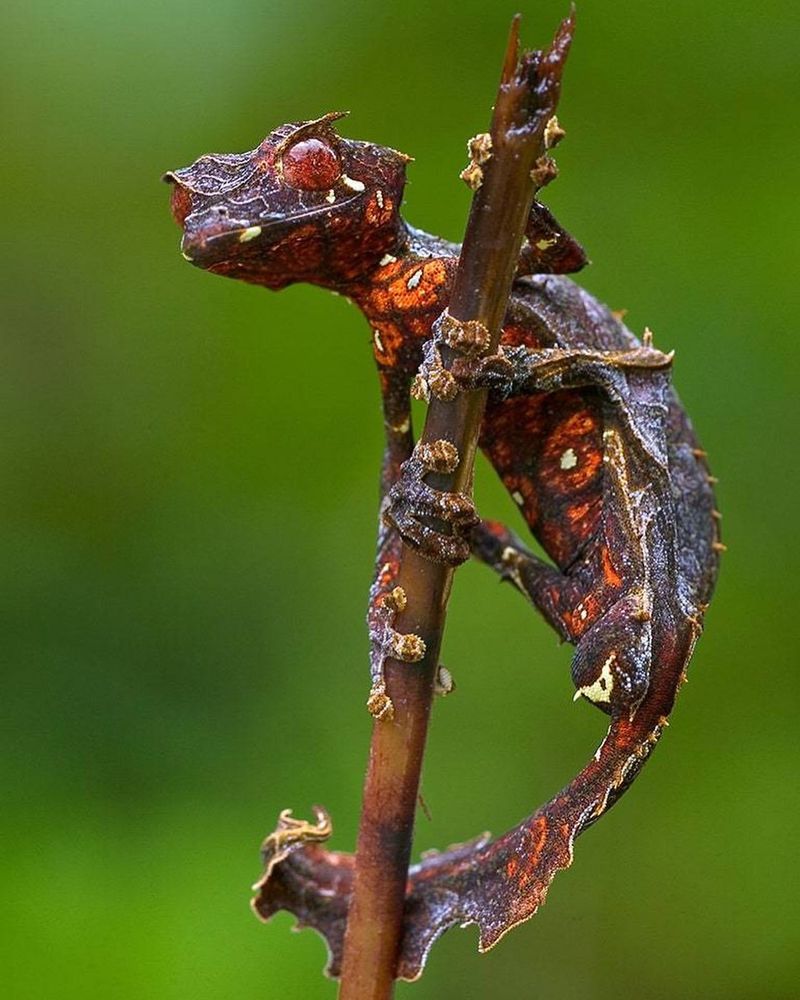 Satanic Leaf-tailed Gecko