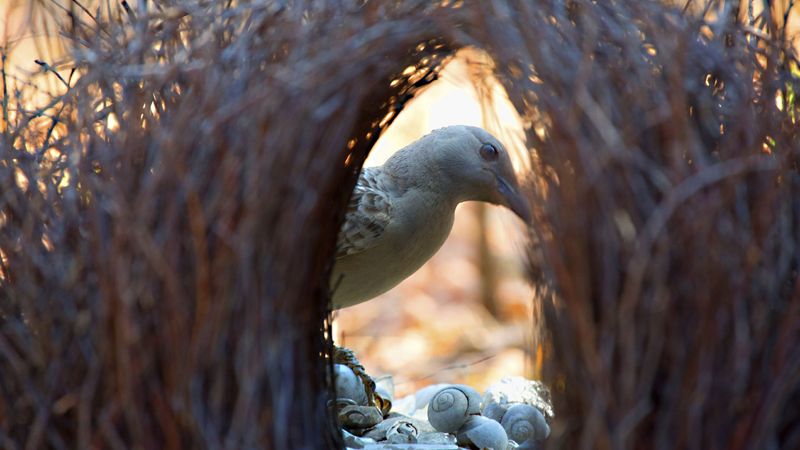 Satin Bowerbird