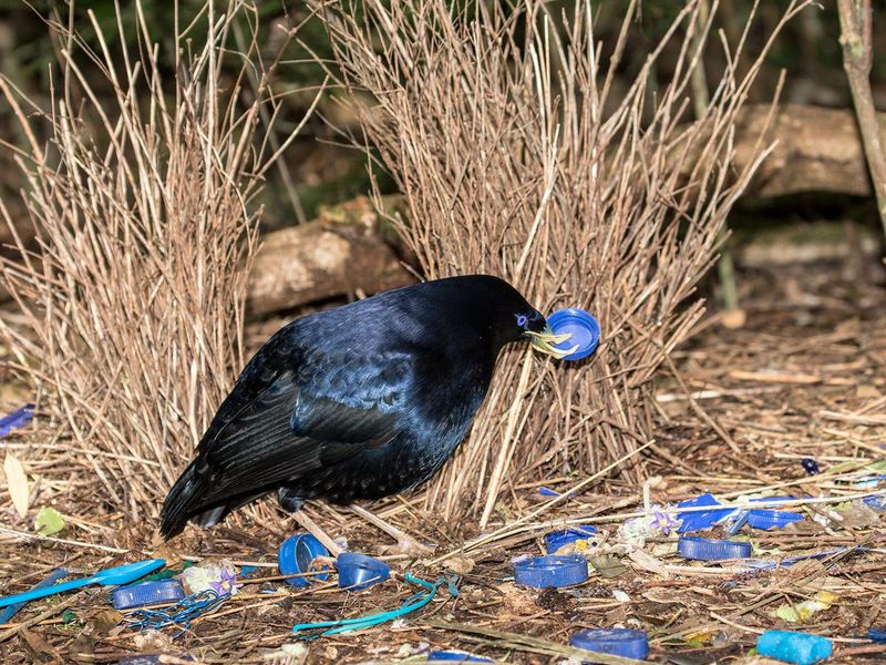 Satin Bowerbird