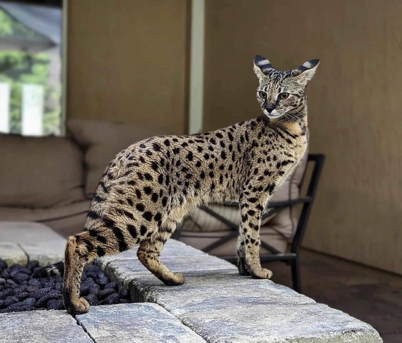 Savannah Cat (Early Generations)