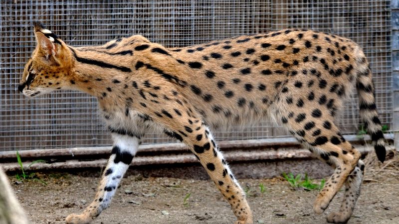 Savannah Cat