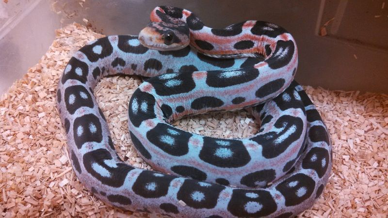 Scaleless Texas Rat Snake