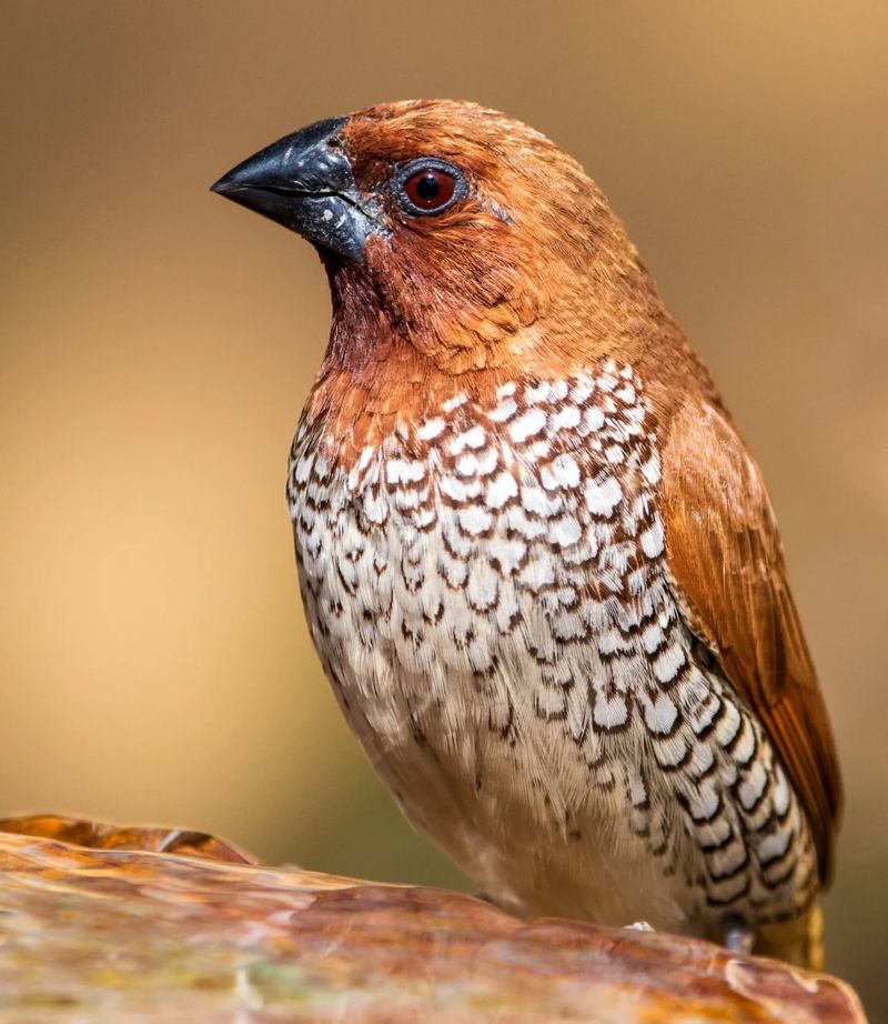 Scaly-Breasted Munia