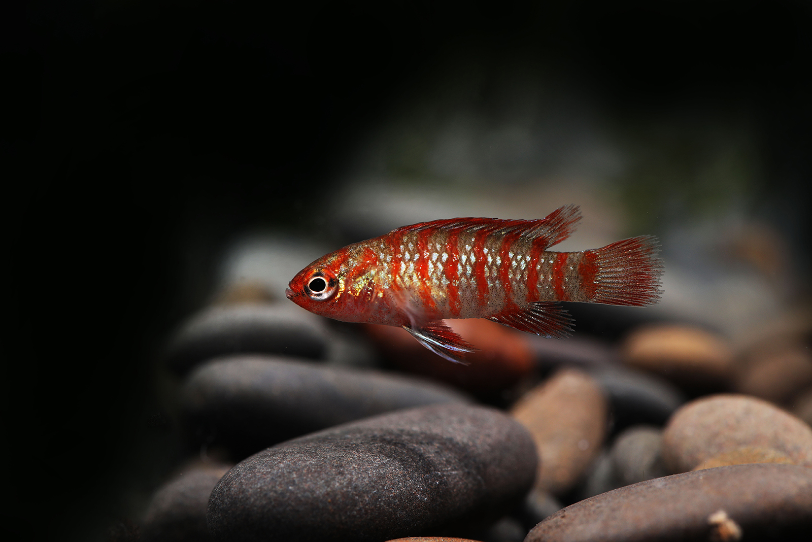 Scarlet Badis