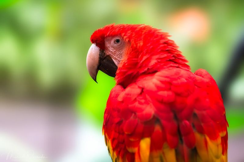 Scarlet Macaw