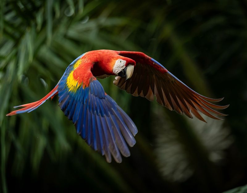 Scarlet Macaw