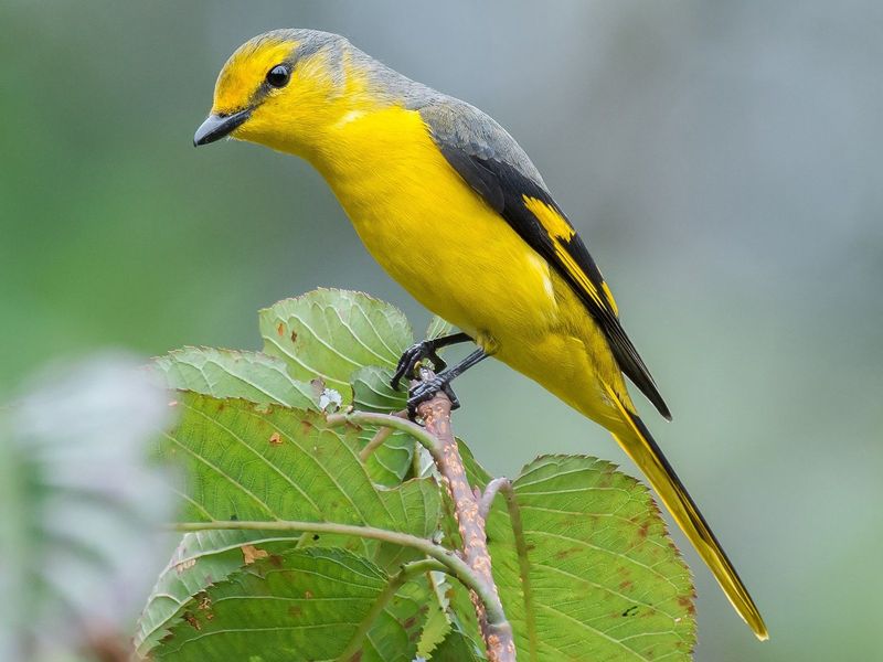 Scarlet Minivet