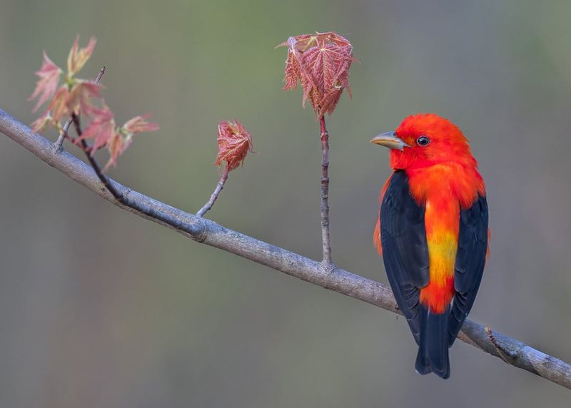 Scarlet Tanager