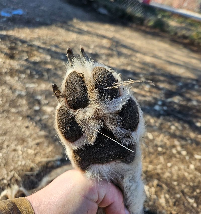 Scent Marking with Paws