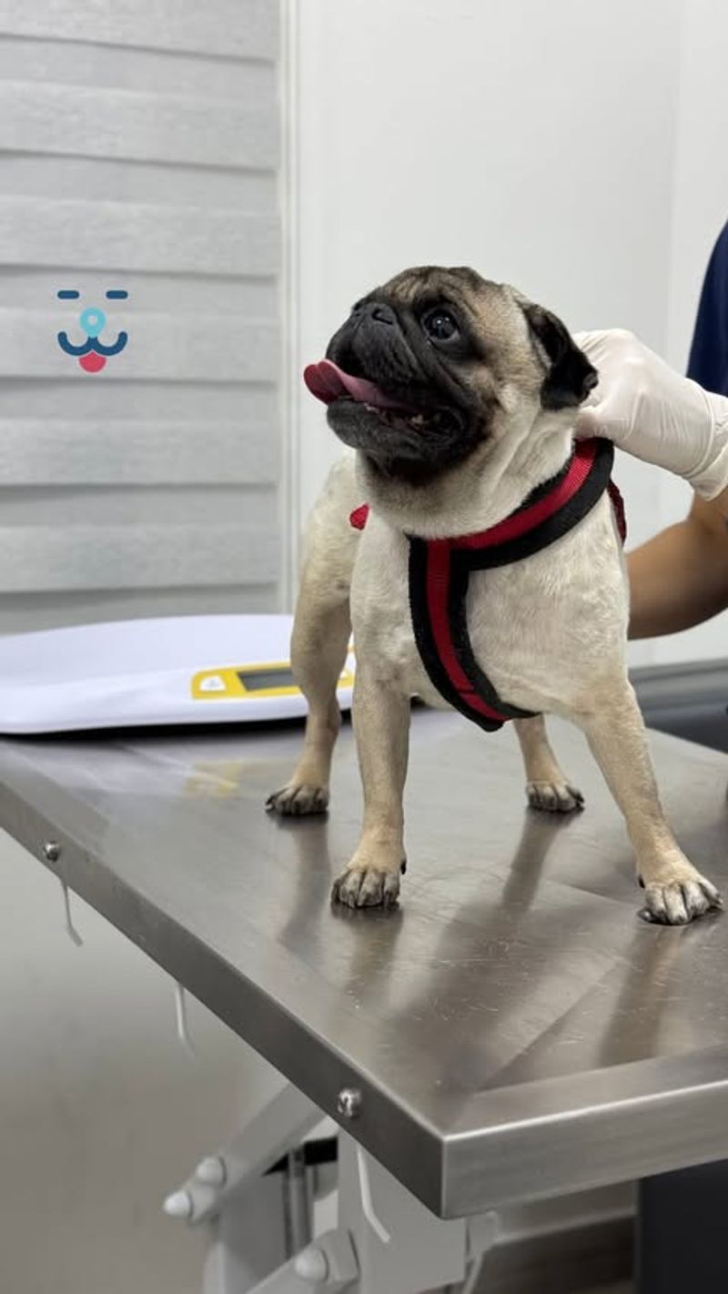 Schedule Regular Vet Visits