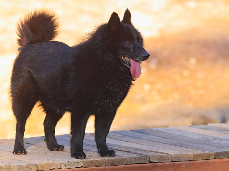 Schipperke