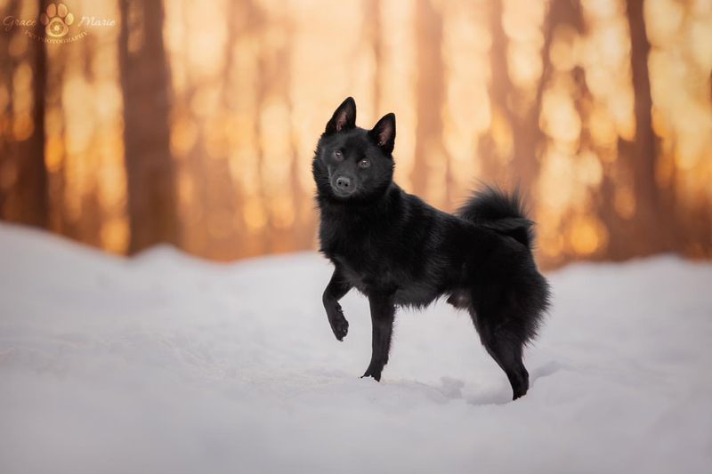 Schipperke