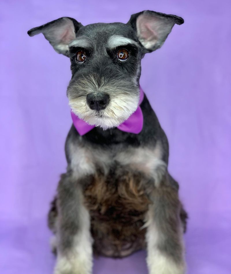 Schnauzer