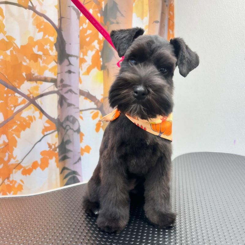 Schnauzer