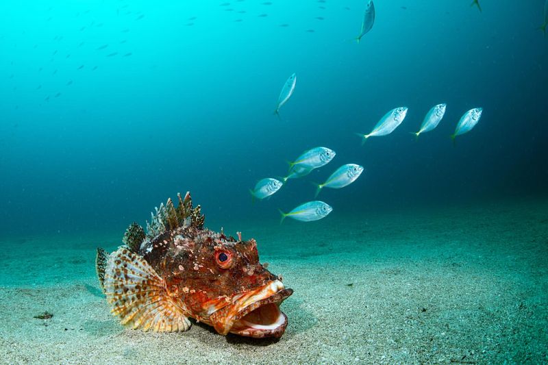 Scorpionfish