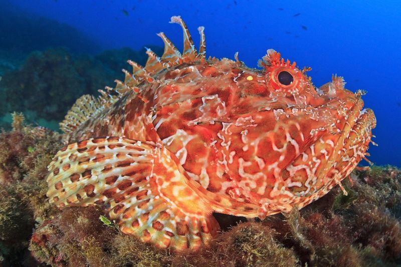 Scorpionfish