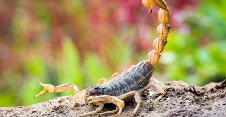 Scorpions In These 17 States: What You Need To Know