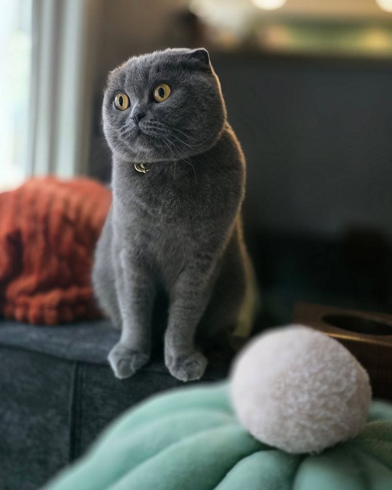 Scottish Fold