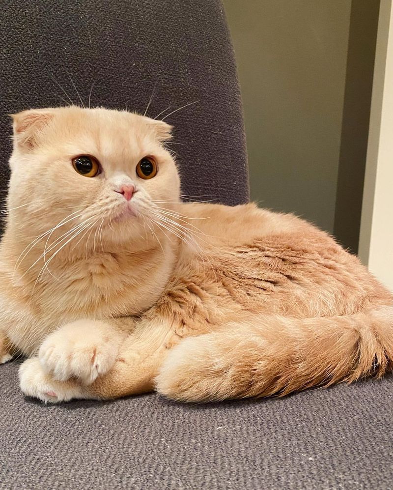 Scottish Fold