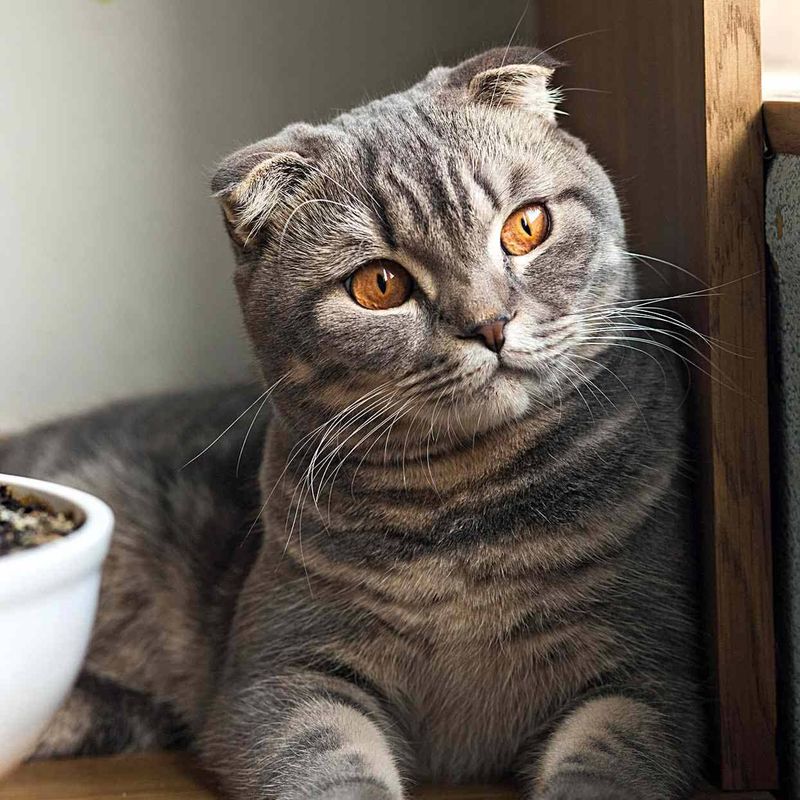 Scottish Fold