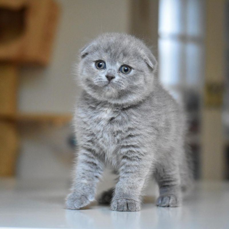 Scottish Fold