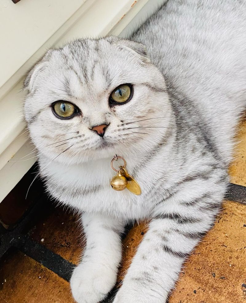 Scottish Fold