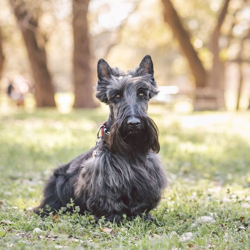 Scottish Terrier