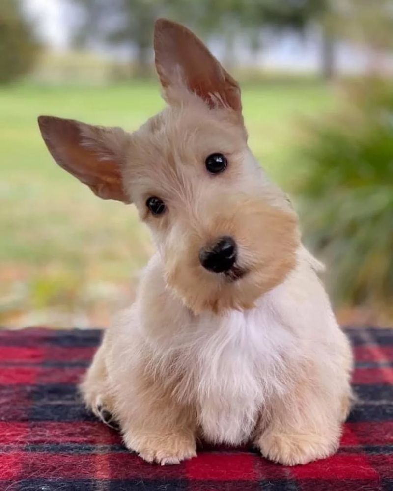 Scottish Terrier