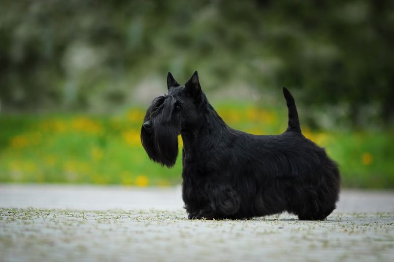 Scottish Terrier