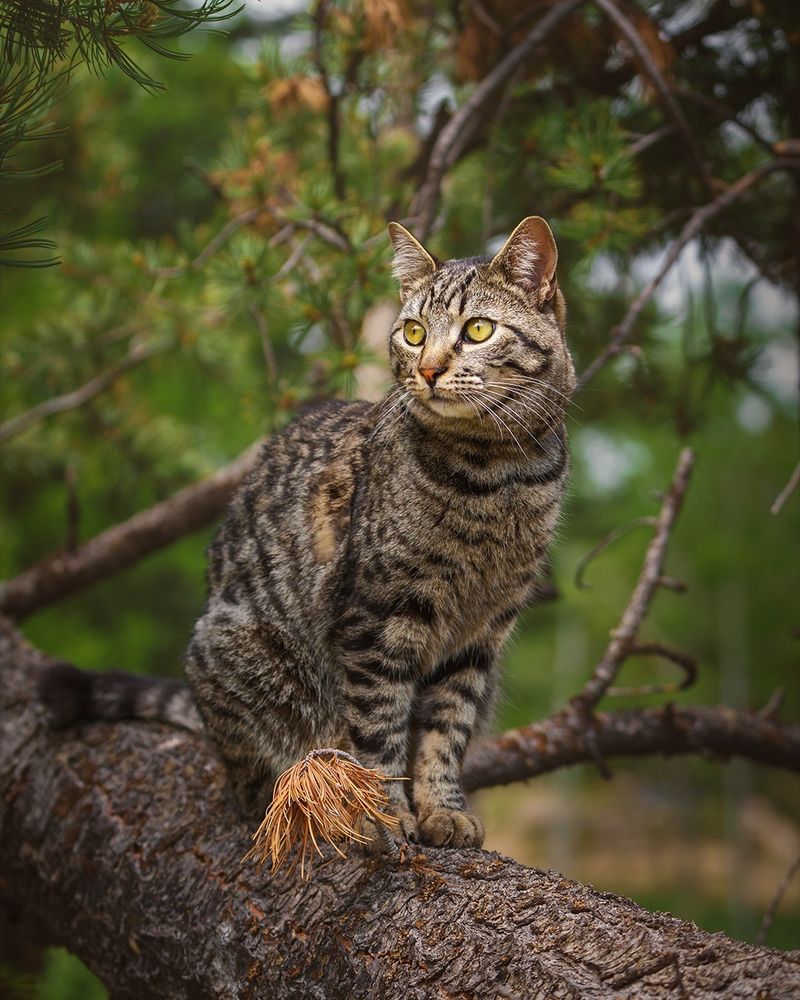 Scottish Wildcat