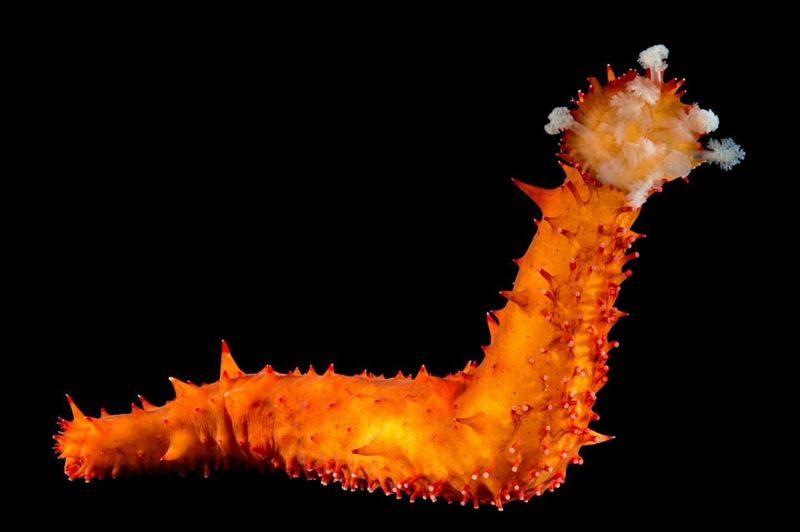 Sea Cucumber