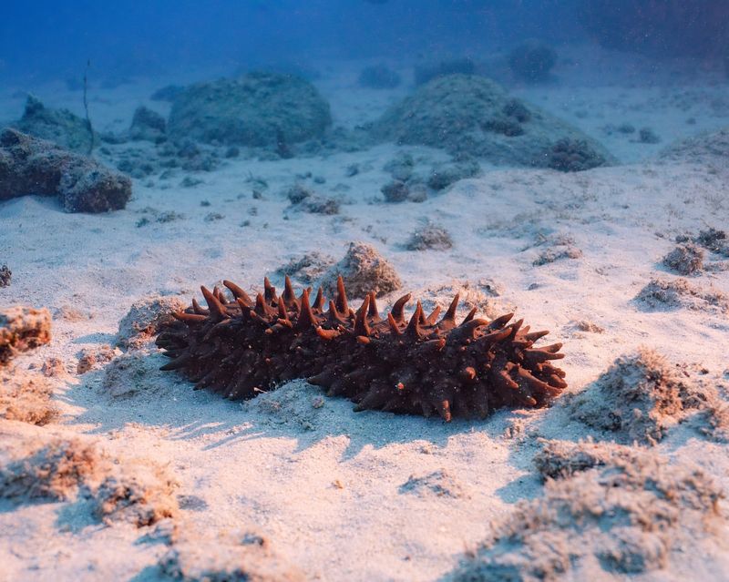 Sea Cucumber