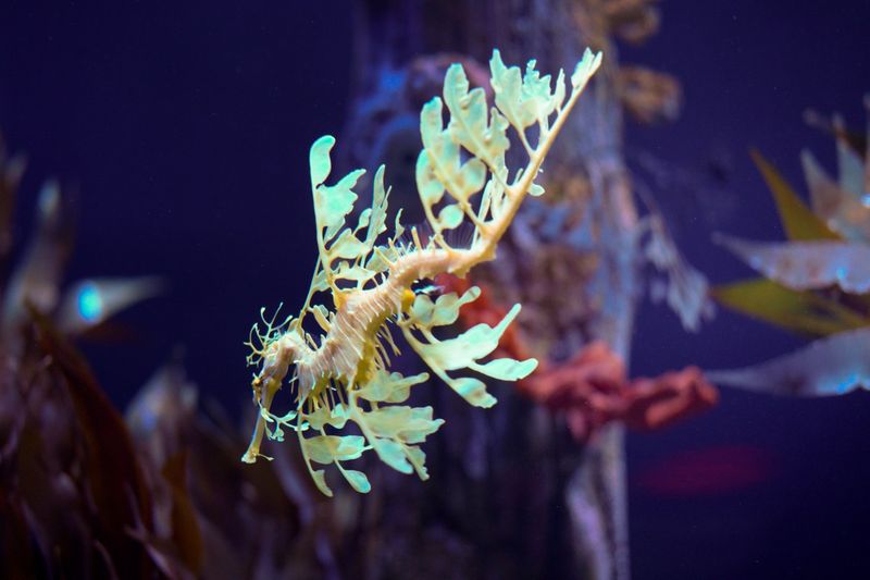 Sea Dragon