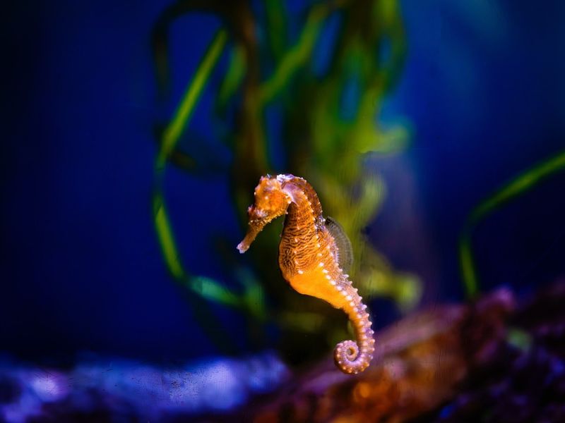 Sea Horse