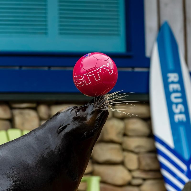 Sea Lions Balancing Balls