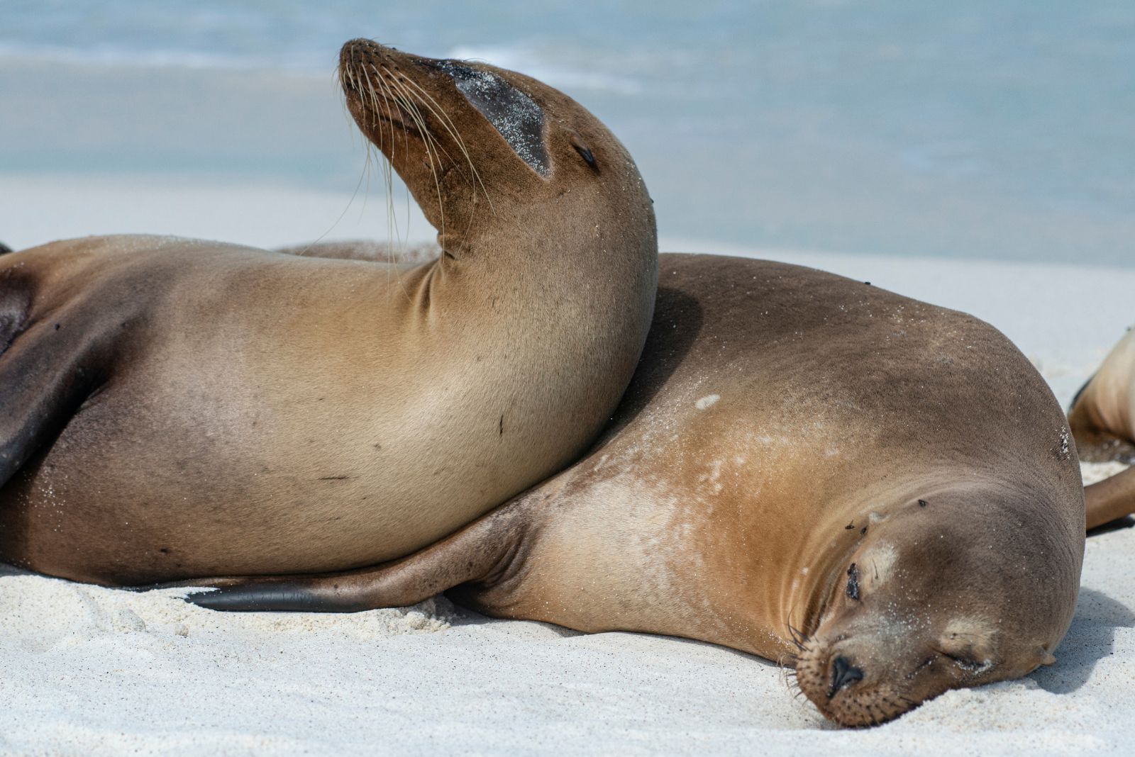 Sea Lions