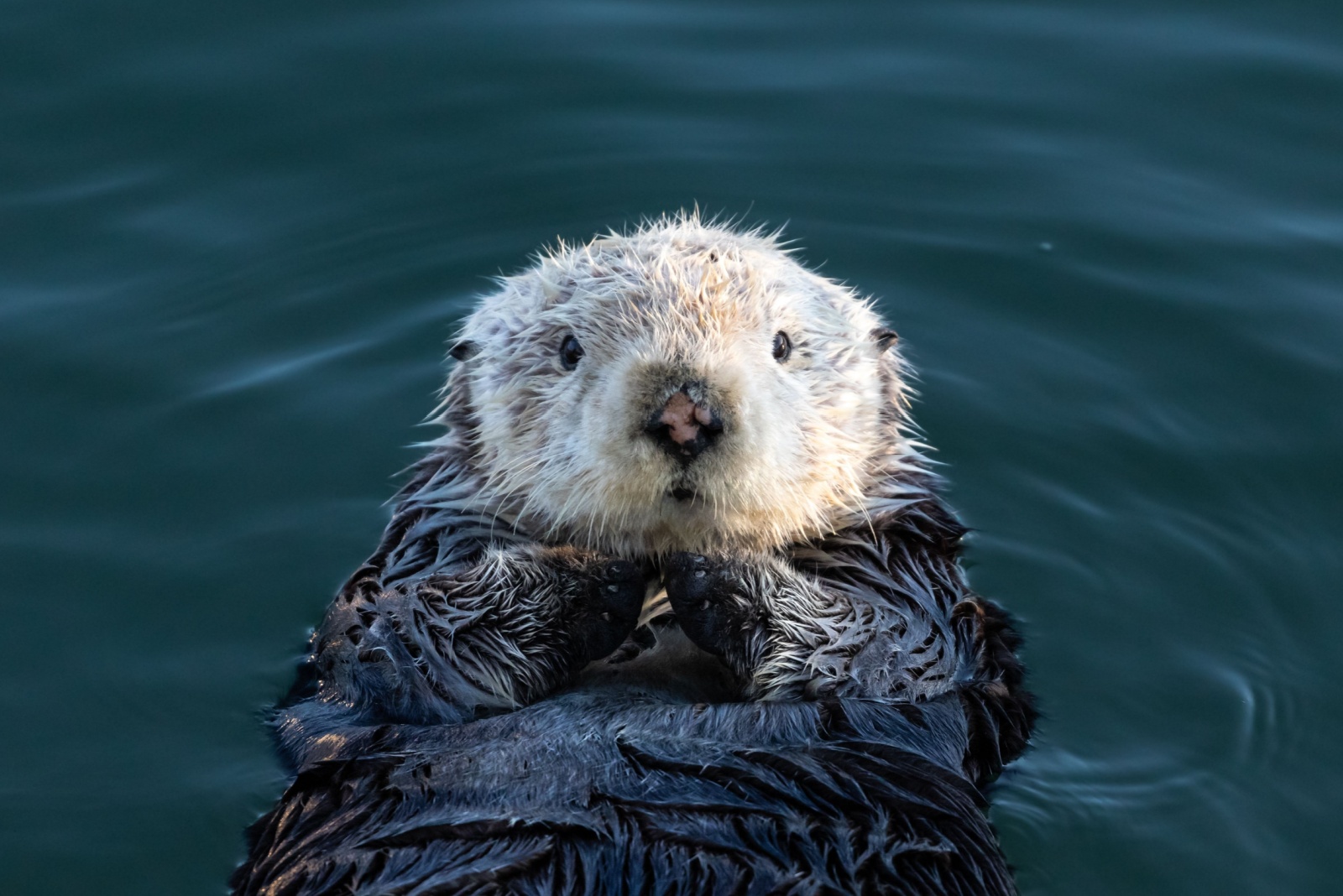 Sea Otter