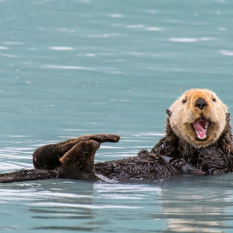 Sea Otter