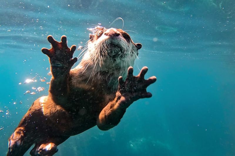 Sea Otters’ Playful Nature