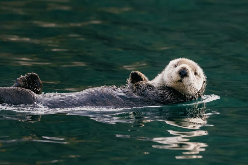 Sea Otters’ Role in Archaeology