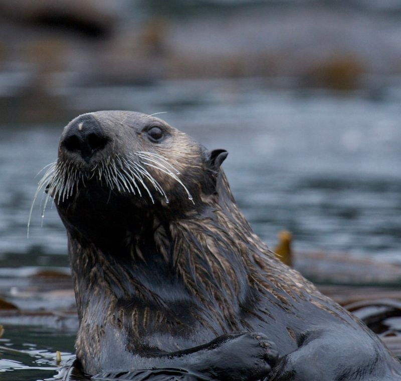 Sea Otters’ Role in Carbon Sequestration