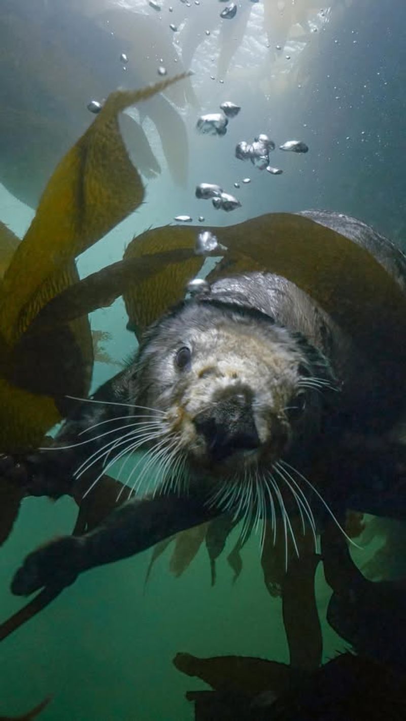 Sea Otters’ Role in Kelp Forests