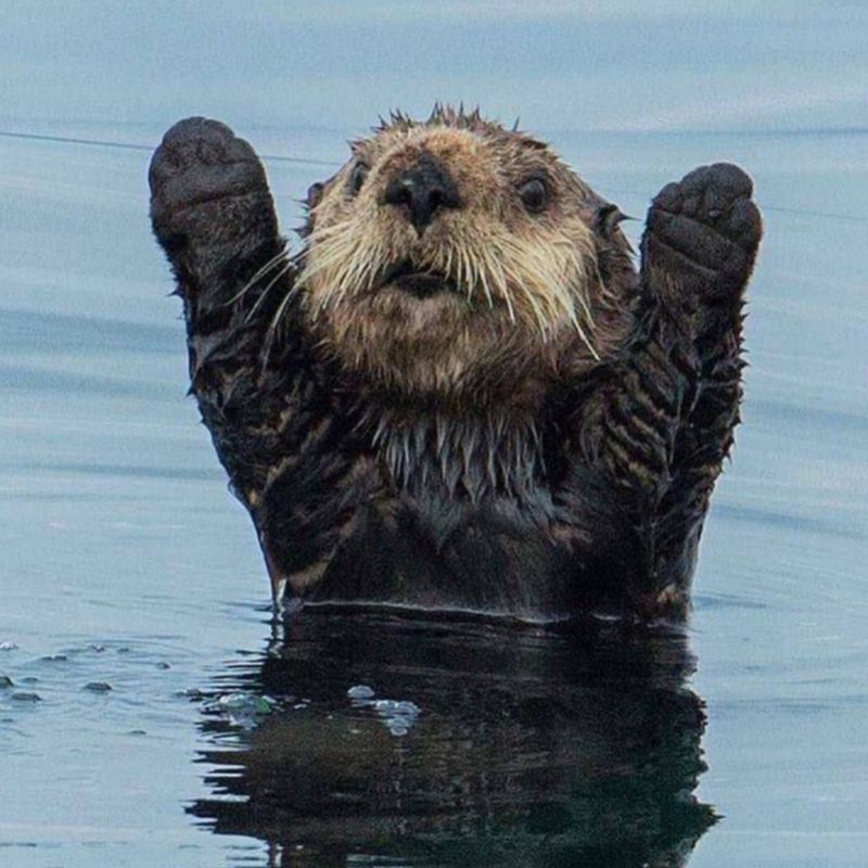 Sea Otters’ Thick Fur