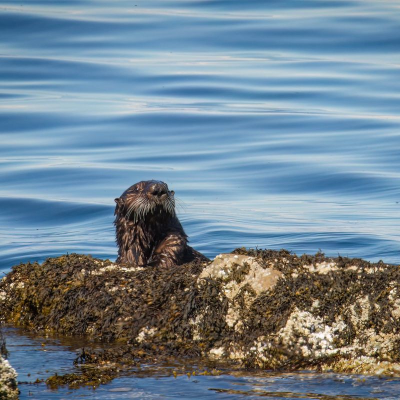 Sea Otters and Ocean Acidification