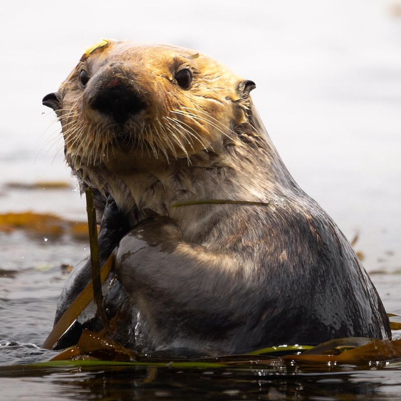 Sea Otters in Popular Culture