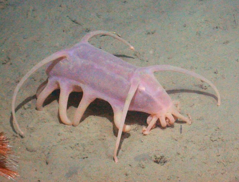 Sea Pig