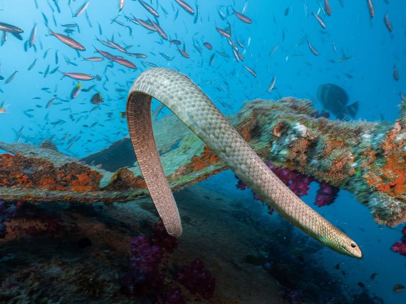 Sea Snake